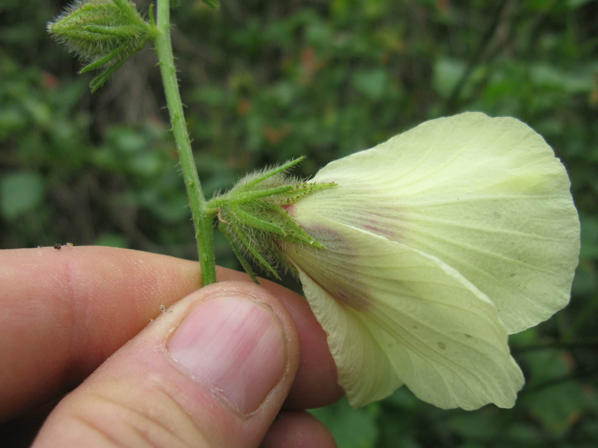 Bonfire fare: Birmingham foodies' recipes for a festive Fall 9 LeNell Comacho Santa Ana's favorite bonfire fare is hot hibiscus. It's good if the dried hibiscus includes the calyces of the flowers.