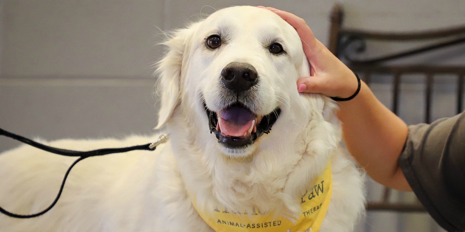 Hand in Paw brings comfort and joy through Animal-Assisted Therapy 