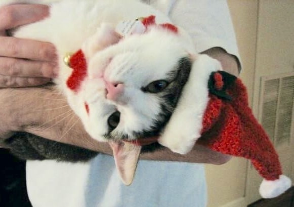 Top places in Birmingham to find holiday gifts for your pet Top places in Birmingham to find holiday gifts for your pet