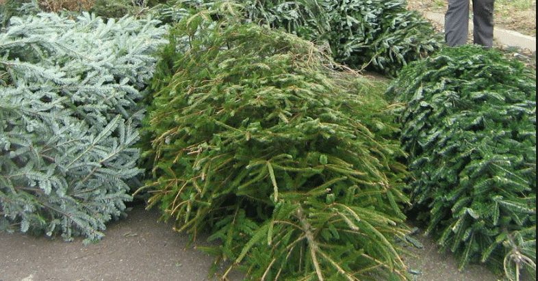 Got needles? Check out our Christmas tree recycling in Birmingham tip ...