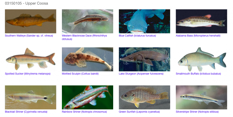 Discover “Facebook for Fish” featuring the Black Warrior, Cahaba, Coosa and Mobile watersheds Discover “Facebook for Fish” featuring the Black Warrior, Cahaba, Coosa and Mobile watersheds