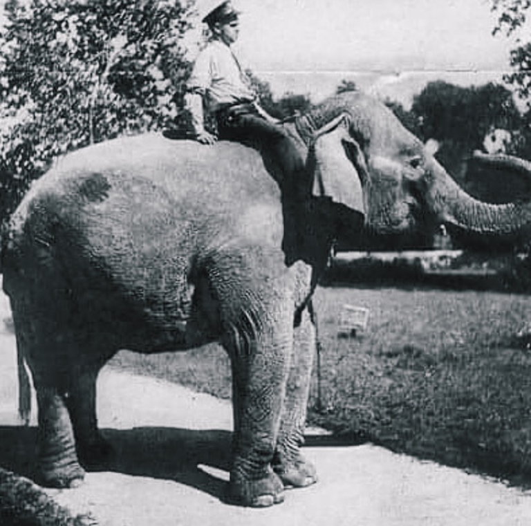 Who is Miss Fancy? Birmingham’s Beloved Beast Who is Miss Fancy? Birmingham’s Beloved Beast