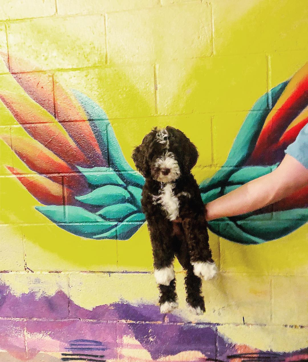Birmingham, Alabama, Newcomers' guide to Birmingham, mural, dog, Wings of Avondale