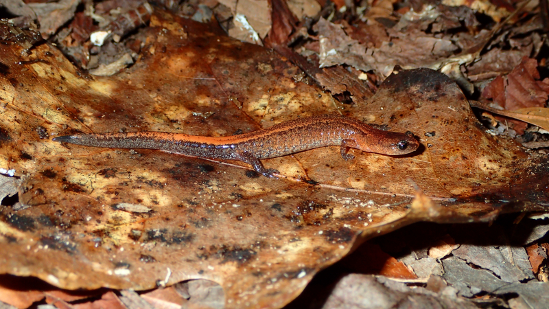 Webster's Salamander