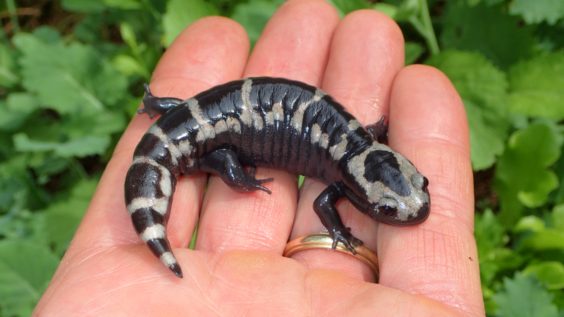 We have so many salamanders in Alabama. The marbled salamander, or Ambystoma opacum, is one of them.