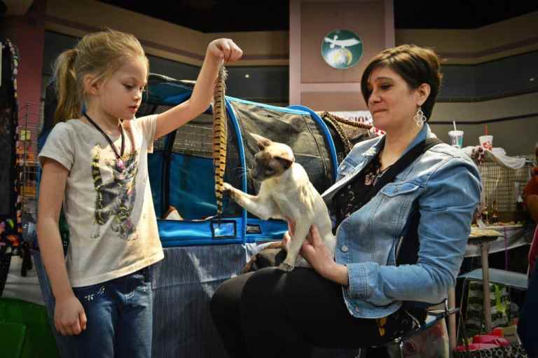 38 weekend events in Birmingham, including the Feline Fanciers Cat Show 3 edit DSC 0502 38 weekend events in Birmingham, including the Feline Fanciers Cat Show