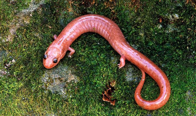 The Red Hills Salamander is another type of salamander in Alabama that's actually our state amphibian. 