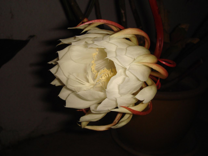 Salamanders in Alabama can be like the night blooming cereus, coming out only once a year at night.
