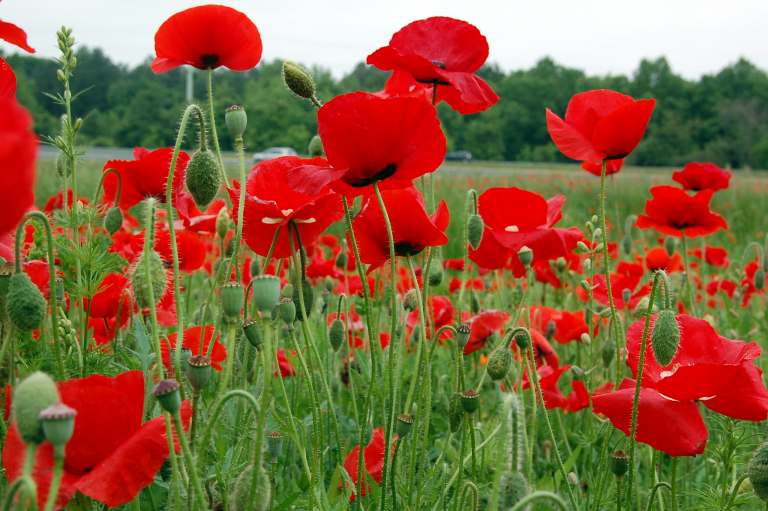 The opioid crisis in Birmingham: ways you can help slow the epidemic