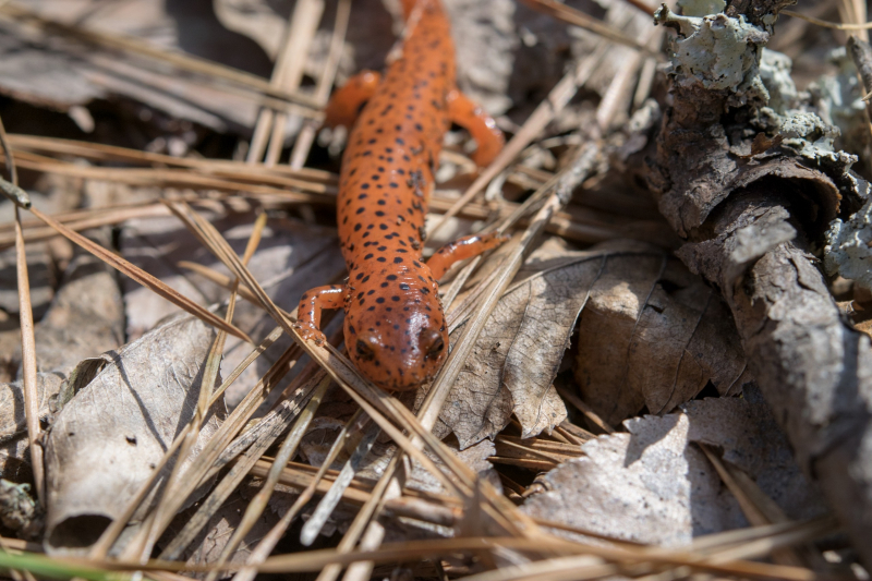 Did you know one of the types of salamanders in Alabama is the red-spotted newt?