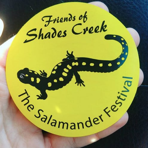 You can see lots of salamanders in Alabama at the Salamander Festival in Homewood next weekend. 