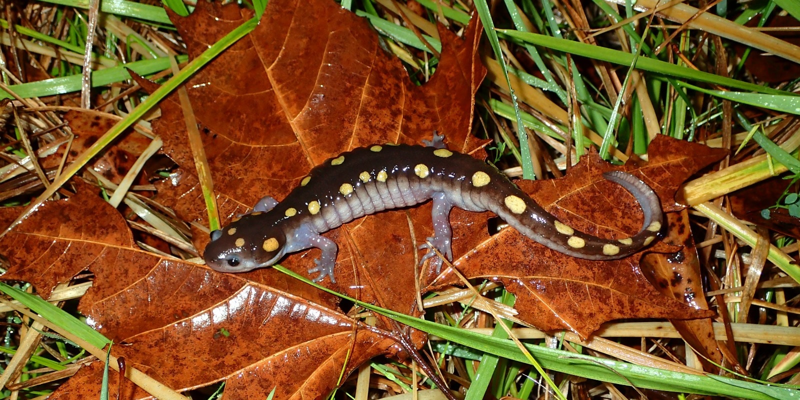 Five facts about salamanders in Alabama, plus one fun festival | Bham Now