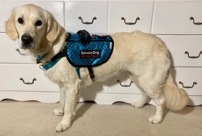 Fancy Mermaid Service Dog Vest. Photo via Backyard Threads on Etsy 7 local Etsy shops in Birmingham creating items specifically for dogs
