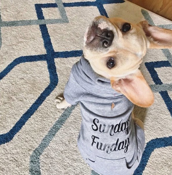 Birmingham, Wiener Brothers Co, Etsy, dogs, dog apparel, dog clothes, animals, pets