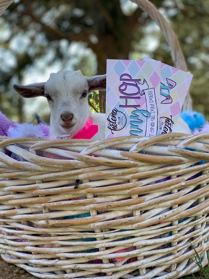 55498121 2109479159088272 4153681911551623168 n 1 10 Easter egg hunts in Birmingham, including a 25,000-count egg hunt at Oak Mountain State Park. Plus where to find the Easter Bunny.