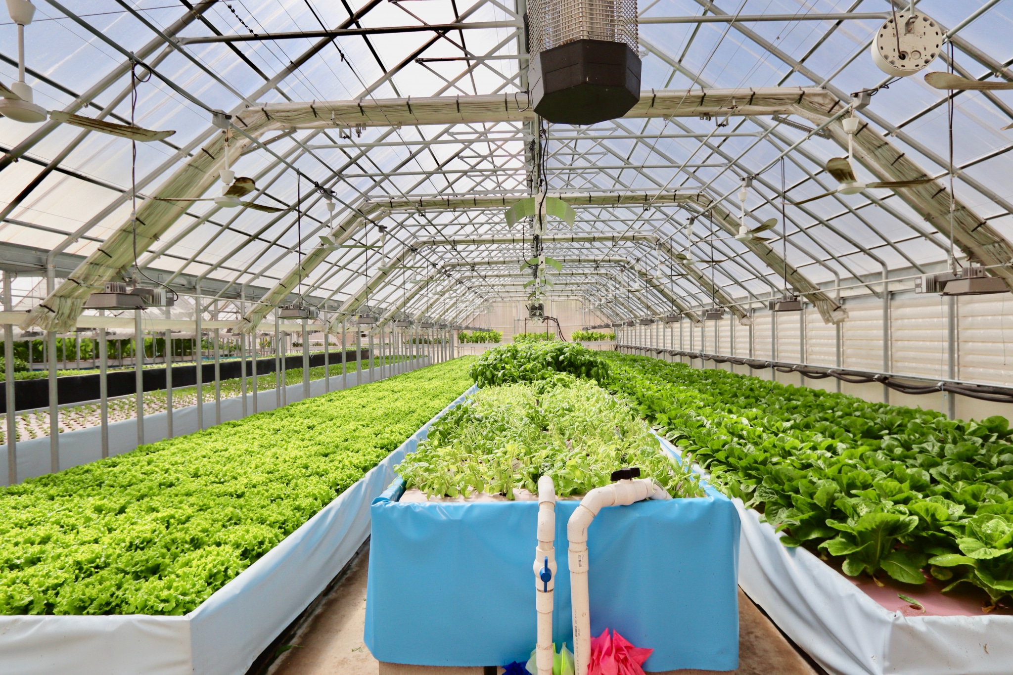 Rows of crisp lettuce and giant, Italian basil in one of the fully automated greenhouses at Southern Organics in Colombiana. The tanks are filled with nutrient rich water, and the plants sit on top of foam board with holes for the roots to submerge in water. The entire greenhouse is run by sensors and a fully automated system, controlling the light, humidity and temperature to create the perfect growing conditions. (Photo by Christine Hull for Bham Now) 