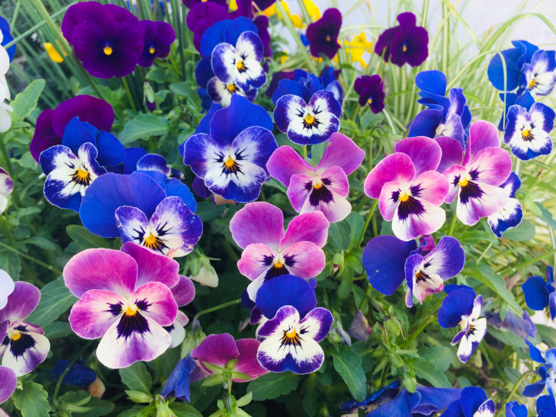 Birmingham, flowers