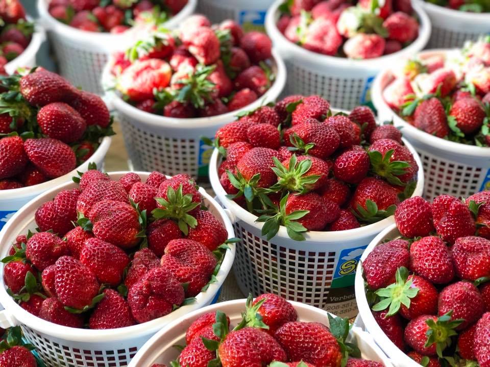 Strawberries at Market at Pepper Place 2019 in Birmingham, Alabama.