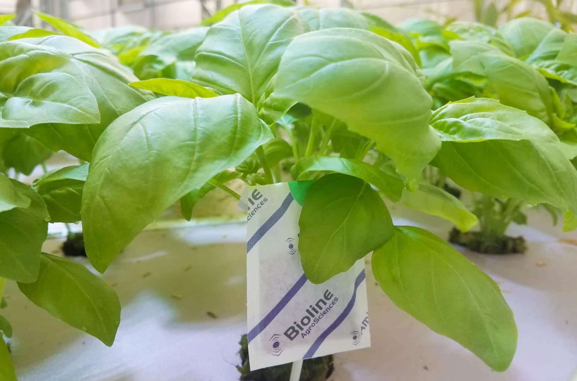 Young Genovese Basil with the beneficial insect sachet. (Photo via Southern Organics) 