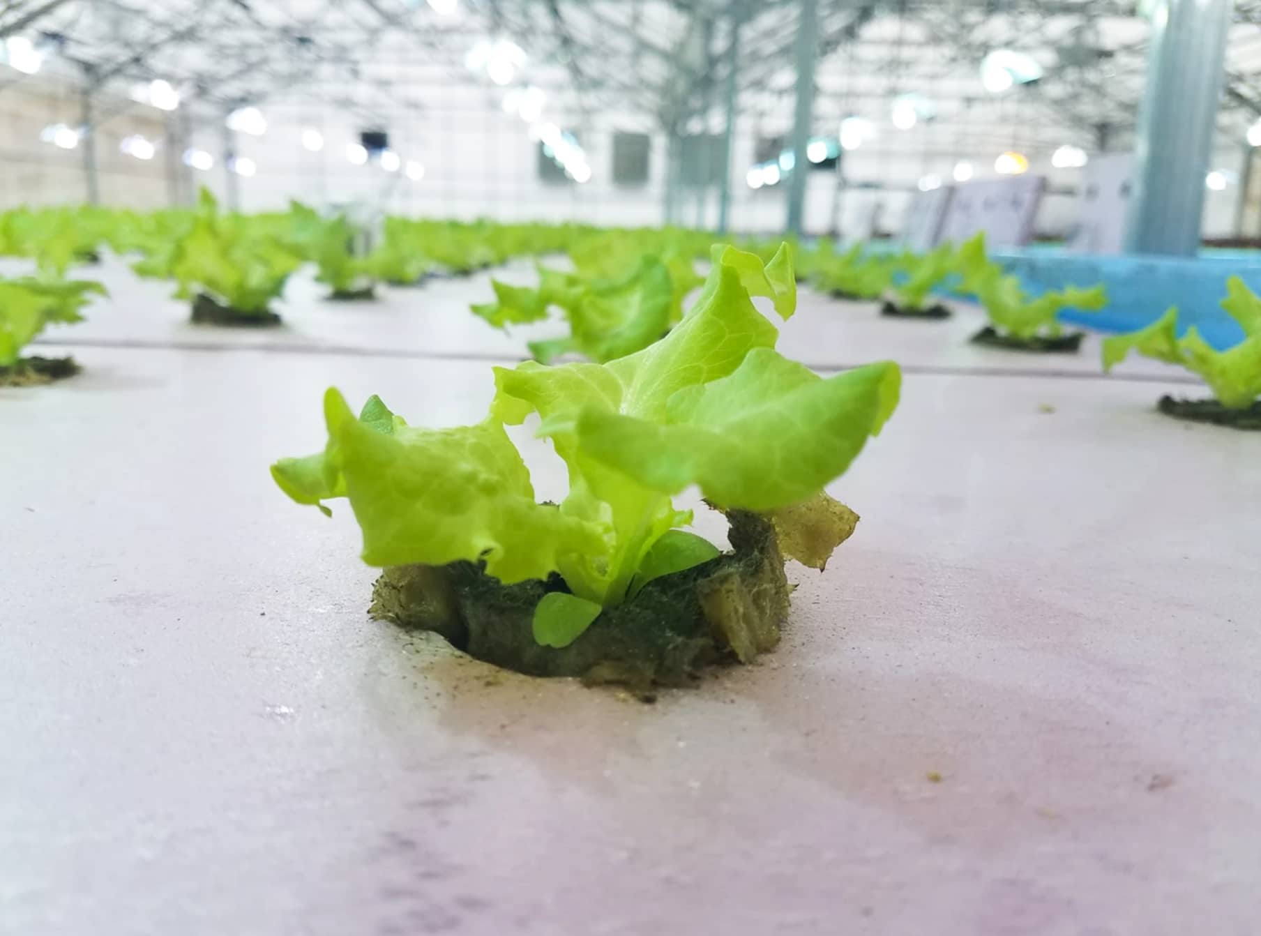 Screen Shot 2019 04 08 at 9.28.12 AM TekLinks’ founder Stuart Raburn gets back to entrepreneurial roots with latest Southern Organics aquaponic farm (photos)