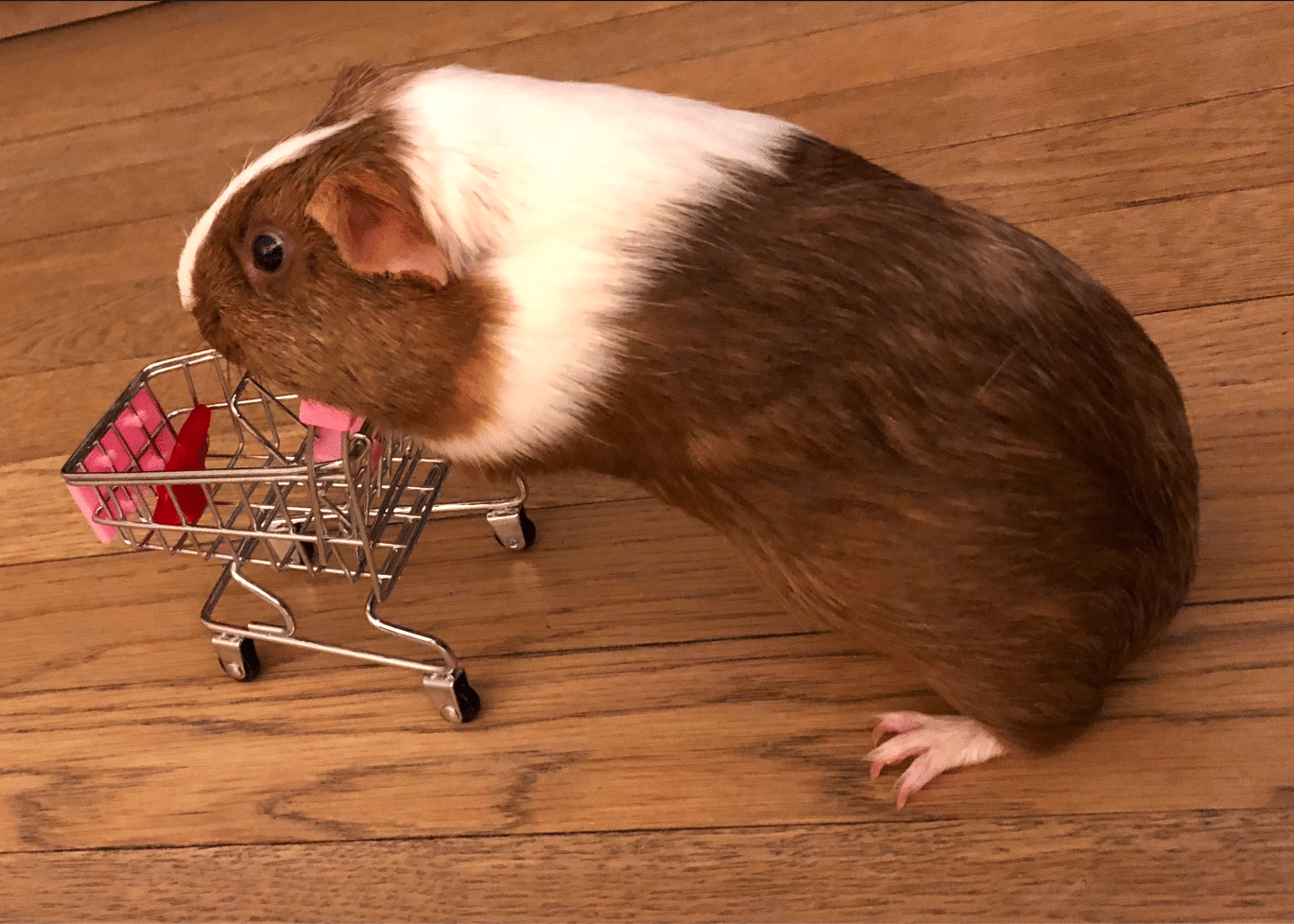 Happy National Pet Day! We're sharing our favorite pet photos. We want to see yours! 6 Petunia the guinea pig making some serious purchases with her shopping cart.
