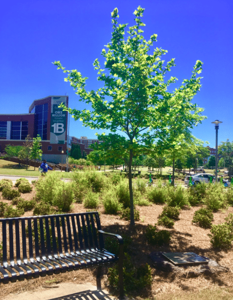 UAB is planting an environmentally conscious future. Learn how the campus’s more than 4,000 trees are improving Birmingham 5 Screen Shot 2019 04 23 at 4.02.27 AM UAB is planting an environmentally conscious future. Learn how the campus’s more than 4,000 trees are improving Birmingham