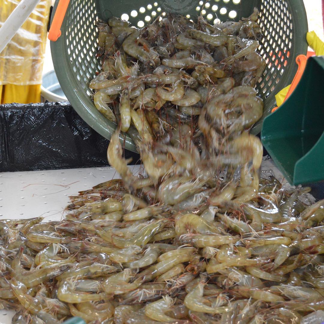 Photo of a basket full of raw Sumter County Shrimp being poured into a bin