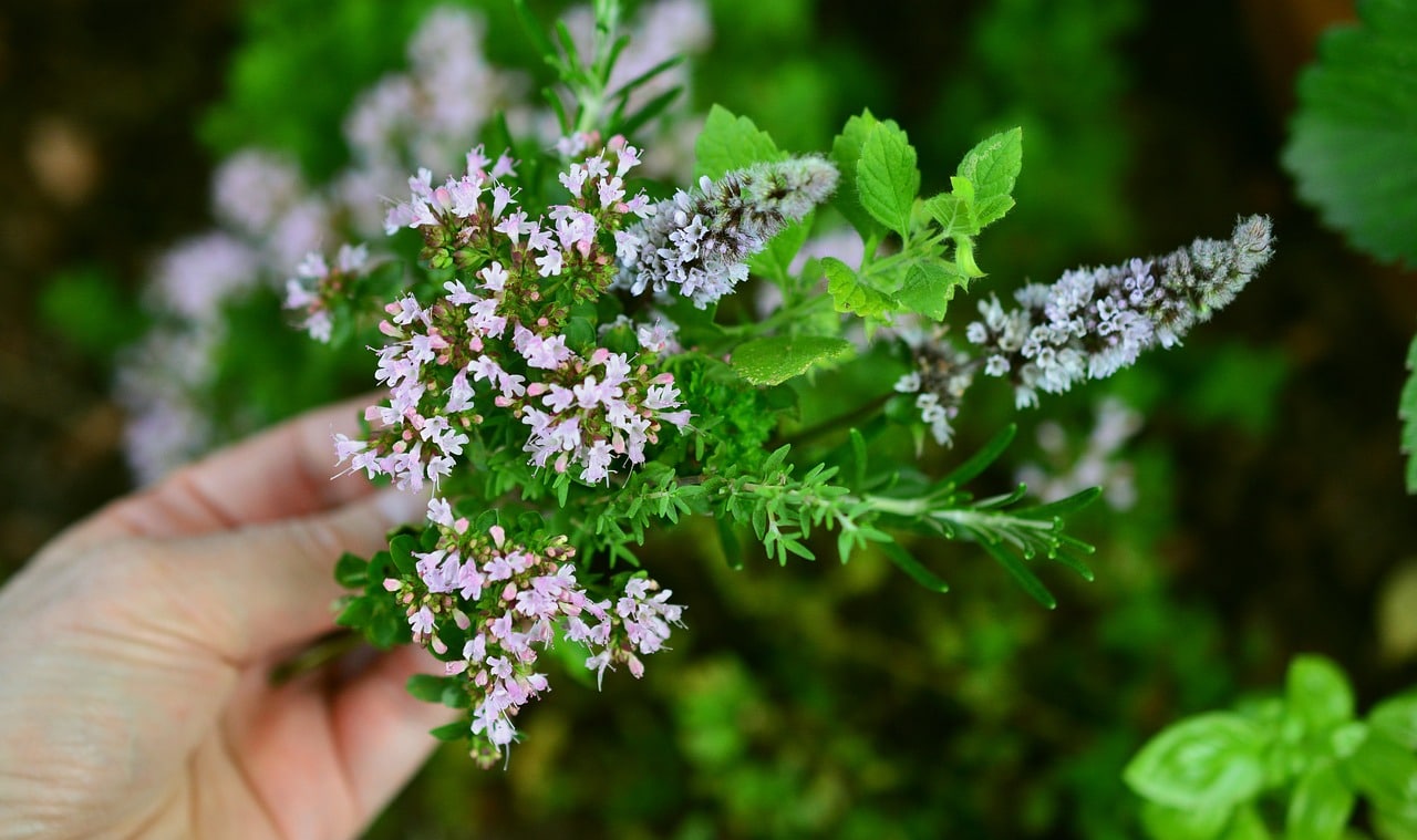 Photo shows a hand holding a bundle of flowering thyme and mint.