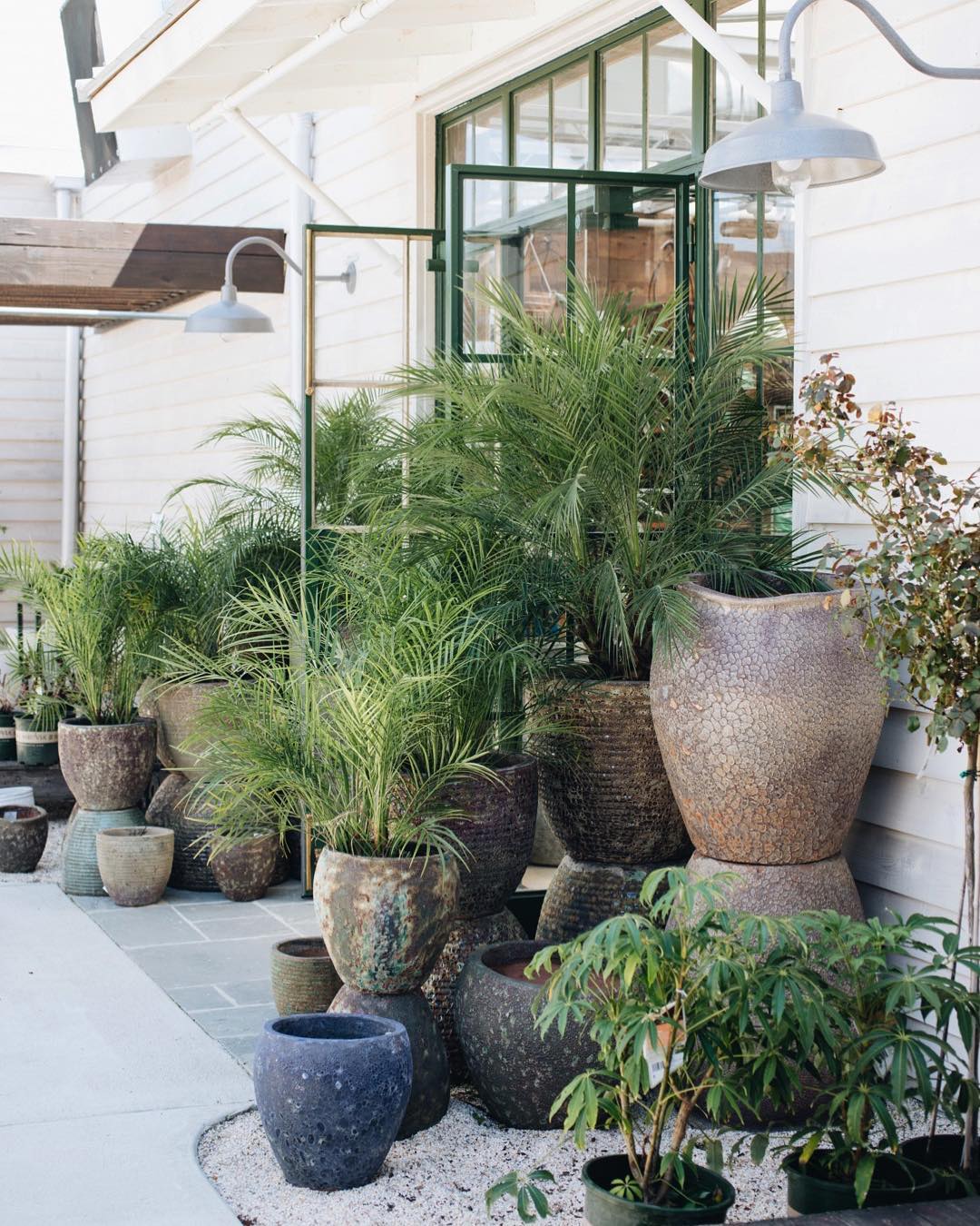 These planters from Leaf & Petal pair perfectly with Majesty Palms. This combination is perfect for providing some height on your patio or dividing the space for a bit of privacy. 