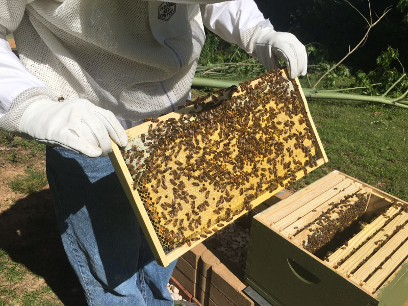 A local honey producer checking a hive. 