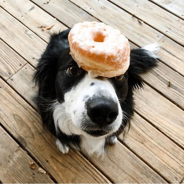 Birmingham, dog, pets, doughnuts, donuts, National Doughnut Day, Hero Doughnuts