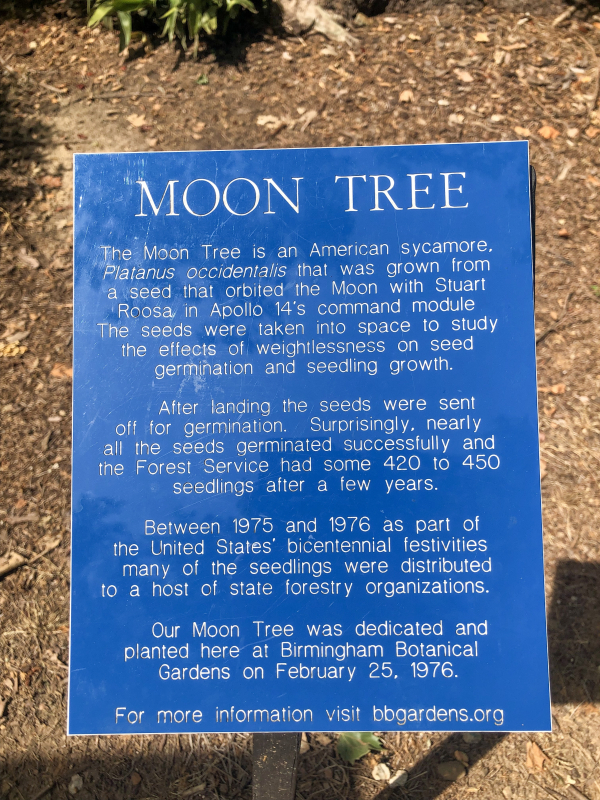 IMG 5443 Grown from a seed that orbited the Moon in 1971. See Birmingham Botanical Gardens’ Moon Tree. PHOTOS