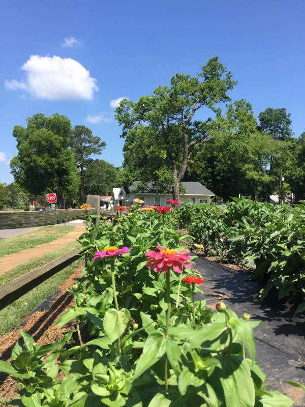 Grace House Gardens is one of several community gardens in Birmingham. 