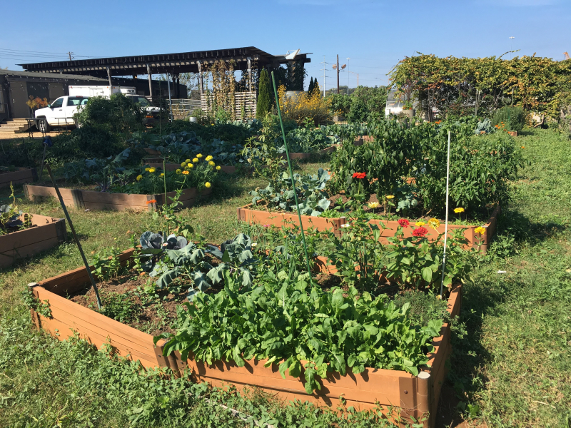 10 community gardens in Birmingham bring fruit, veggies, pollinators and joy (PHOTOS) 10 Community members can lease one of 38 raised beds in Jones Valley Teaching Farm's Community Garden.