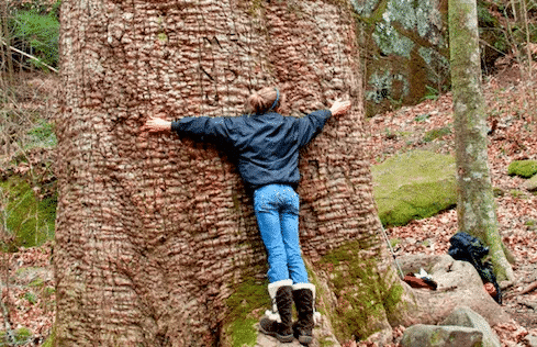 A young girl hugs The Big Tree in the Sipsey Wilderness