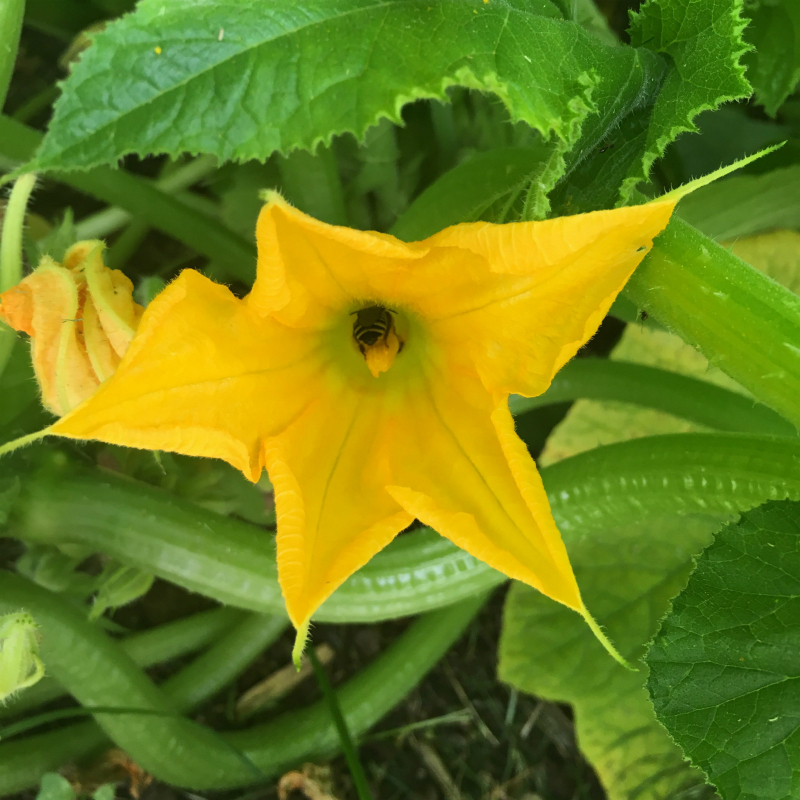 Bees work hard in community gardens. Here's on in a squash flower.