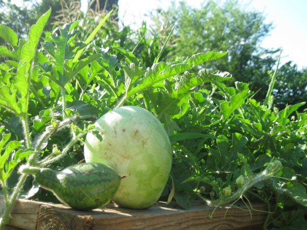 10 community gardens in Birmingham bring fruit, veggies, pollinators and joy (PHOTOS) 15 Watermelon from Jonesboro Community Garden.