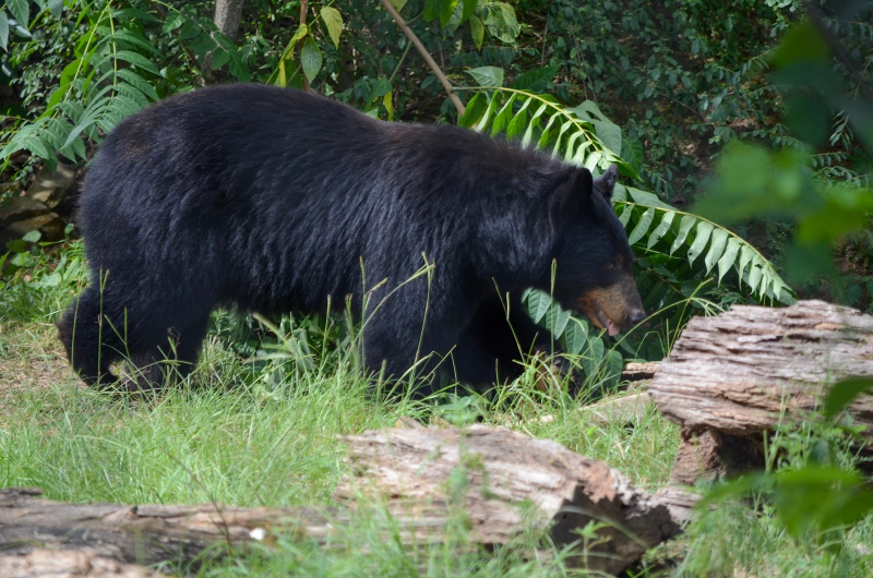Black bear walking through grass at The Birmingham Zoo