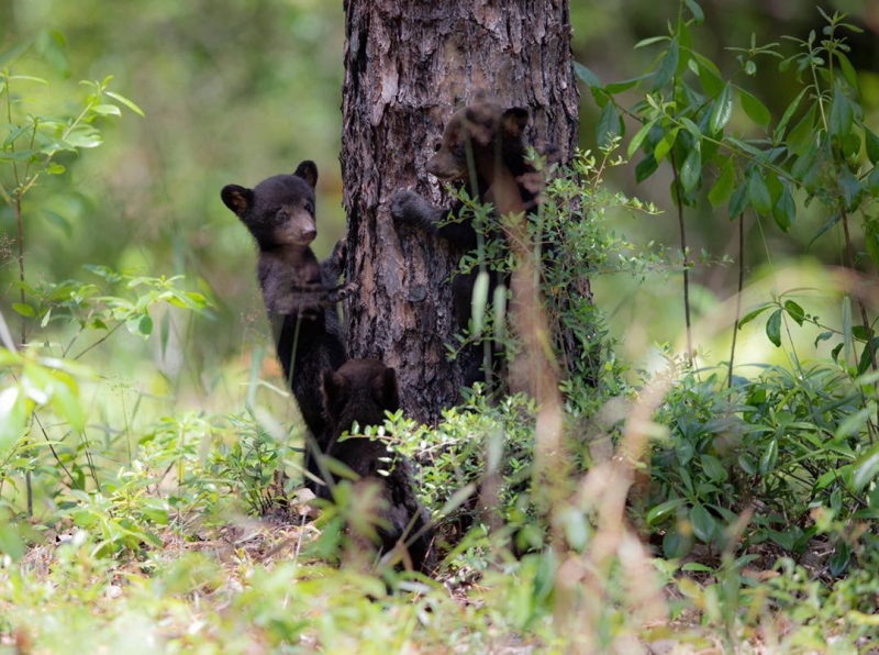 As bear sightings increase in Alabama, here’s what you need to know 3 Baby black bears climb up a tree
