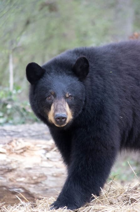 As bear sightings increase in Alabama, here’s what you need to know 4 Black bear staring