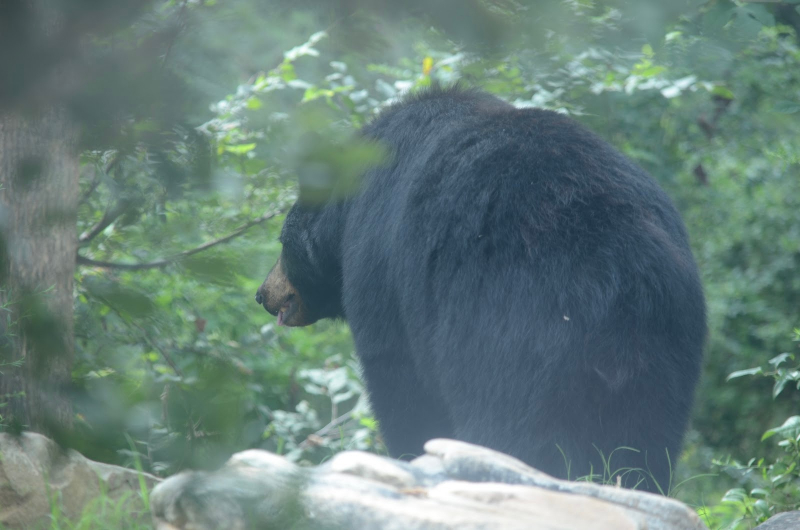 Black bear turned away and looking at tree





