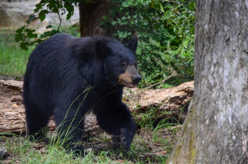 Black bear walking through trees at The Birmingham Zoo