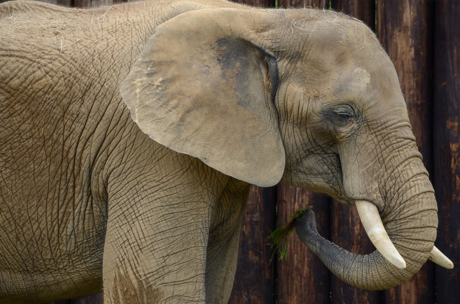 Meet Luti and Gadze - the African elephants who have joined the Birmingham Zoo family (Pics & Video) 2 Elephant Closeup Meet Luti and Gadze - the African elephants who have joined the Birmingham Zoo family (Pics & Video)