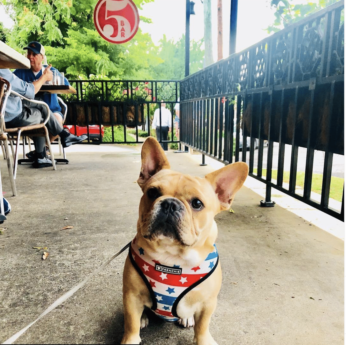 FIVE dog The Alabama legislature is 1 vote away from allowing dogs on restaurant patios