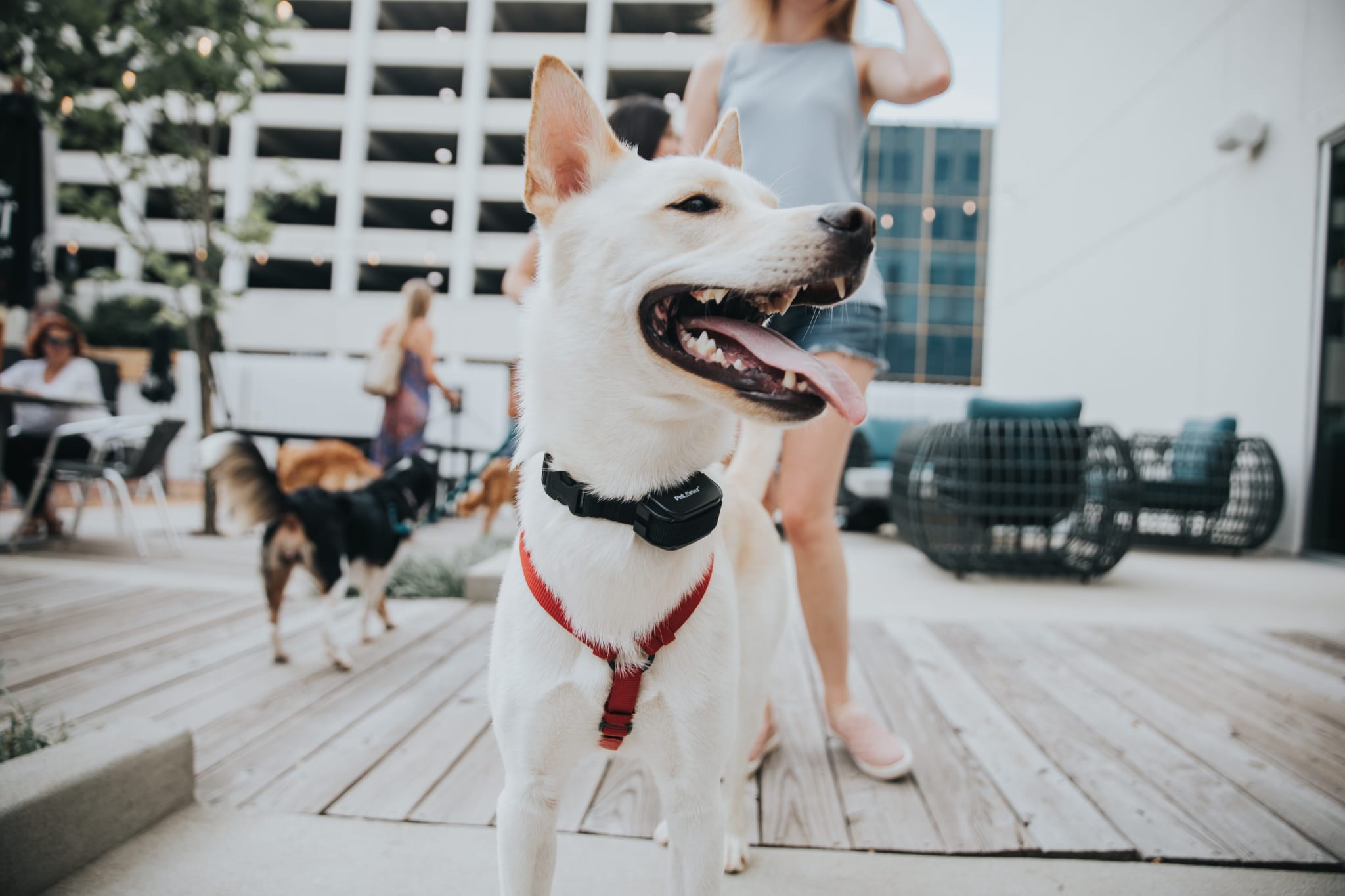 H46A8732 PHOTOS: 15 of the cutest pups we met during Yappy Hour at The Pizitz