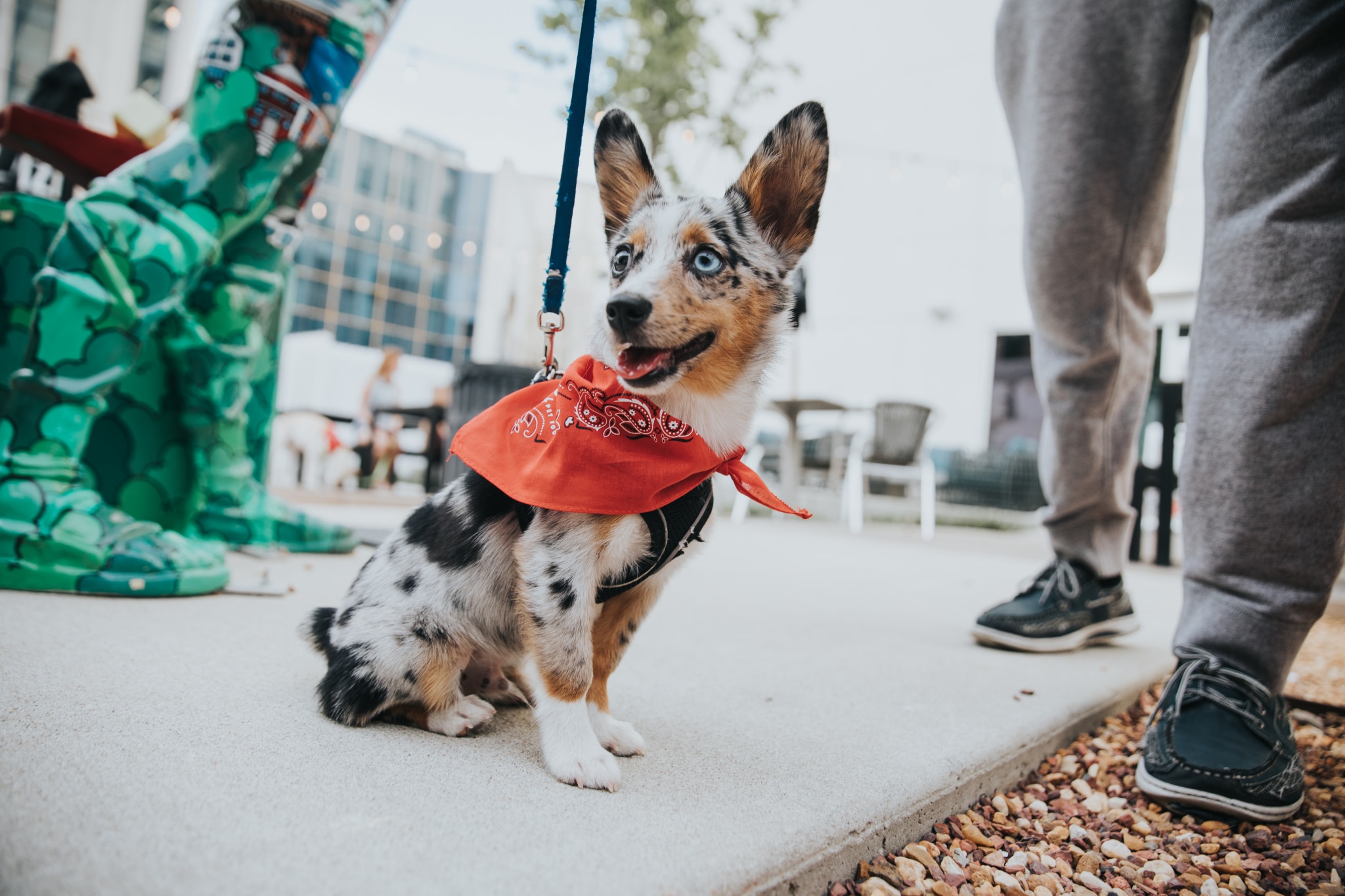 H46A8896 PHOTOS: 15 of the cutest pups we met during Yappy Hour at The Pizitz