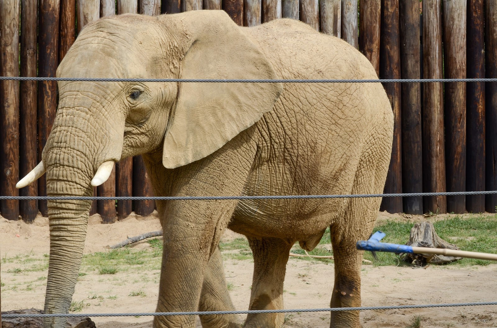 Meet Luti and Gadze - the African elephants who have joined the Birmingham Zoo family (Pics & Video) 3 Luti Closeup Meet Luti and Gadze - the African elephants who have joined the Birmingham Zoo family (Pics & Video)