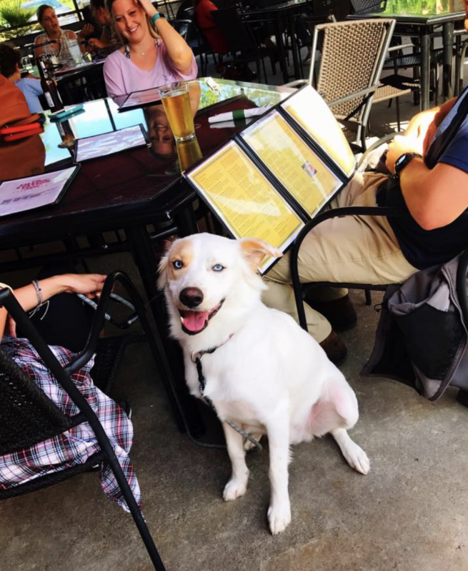 The Filling Station Dinner with the dogs: 15 spots with outdoor dining in Birmingham [CUTE DOG PHOTOS]