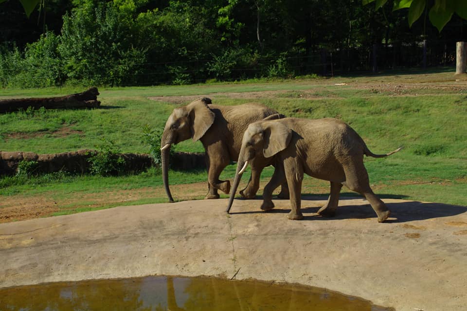Meet Luti and Gadze - the African elephants who have joined the Birmingham Zoo family (Pics & Video) 10 Zoo Elephants 3 Photo Credit Dr Slade VP of Living Collections Meet Luti and Gadze - the African elephants who have joined the Birmingham Zoo family (Pics & Video)