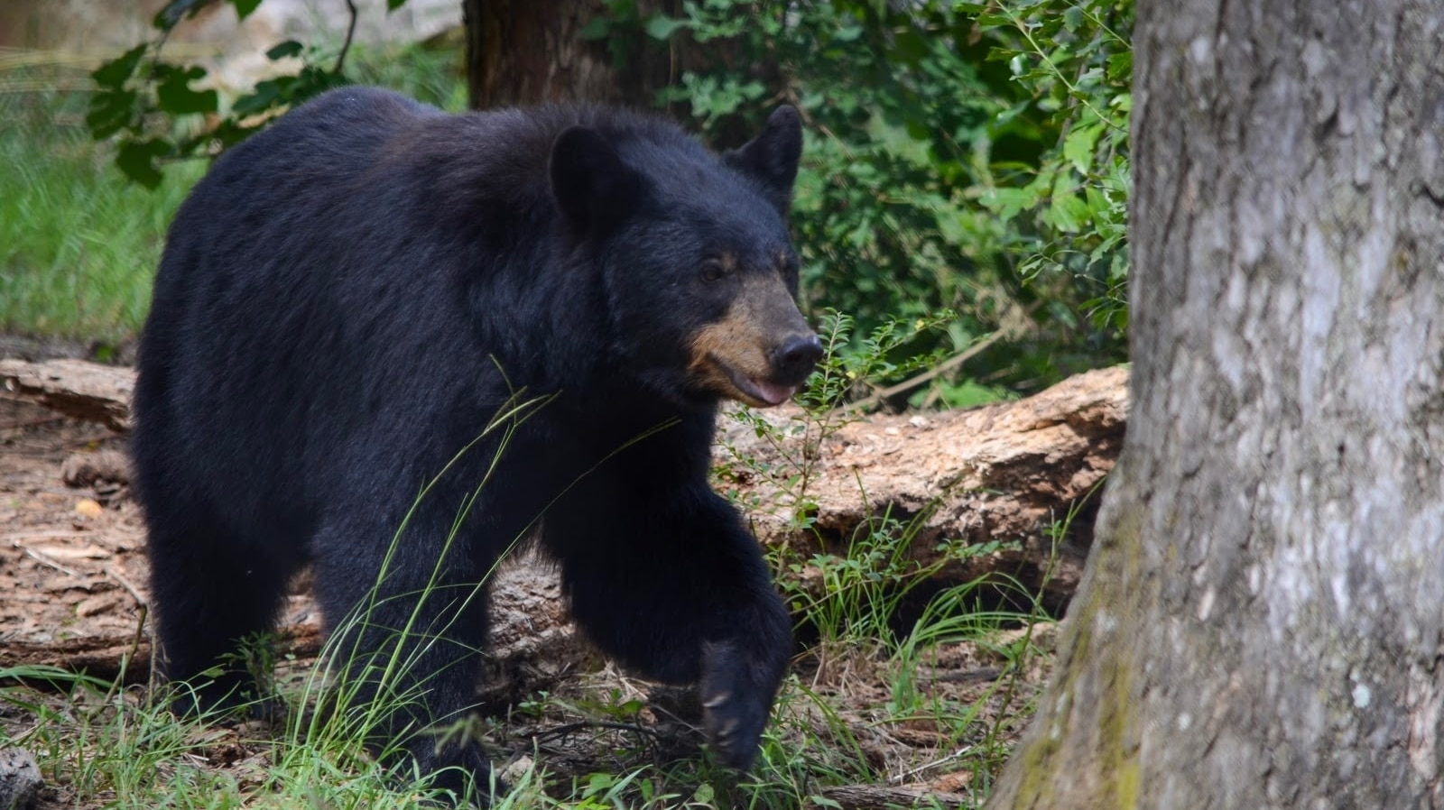 Pro Tips for Living in Bear Country